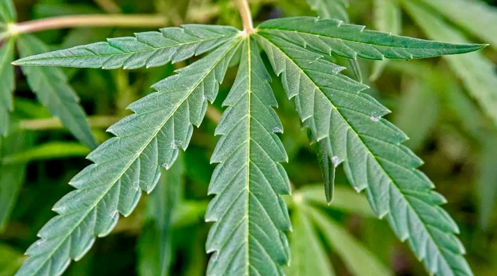 US House approves bill to widen marijuana research