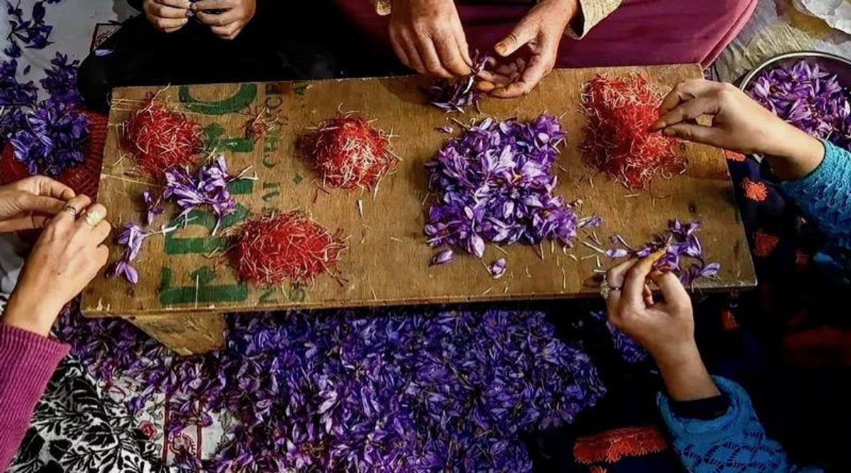 Climate change ravages Kashmir's 'red gold' saffron crop