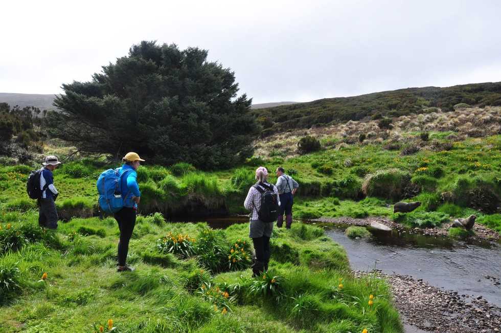 The lonely New Zealand tree that defies the odds to break records