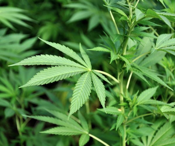 Why medical marijuana in Pennsylvania is some of the most costly in the US