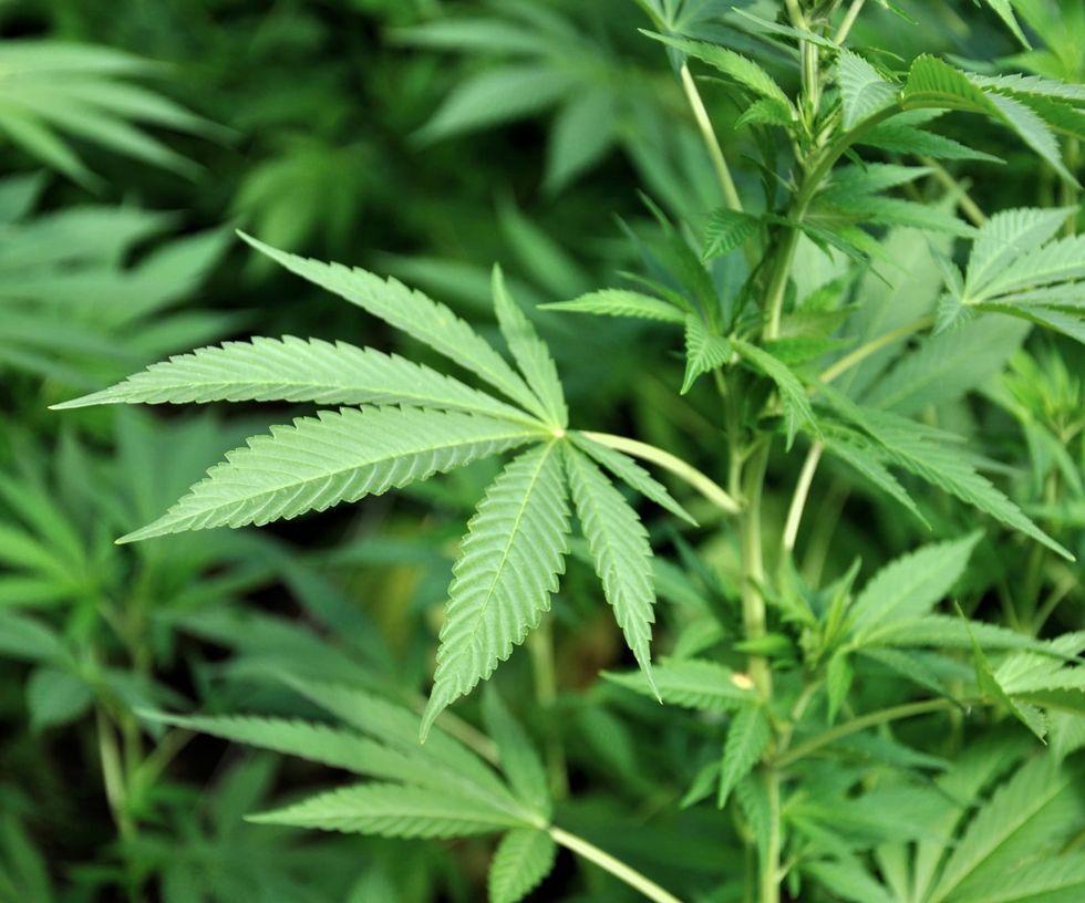 Why medical marijuana in Pennsylvania is some of the most costly in the US