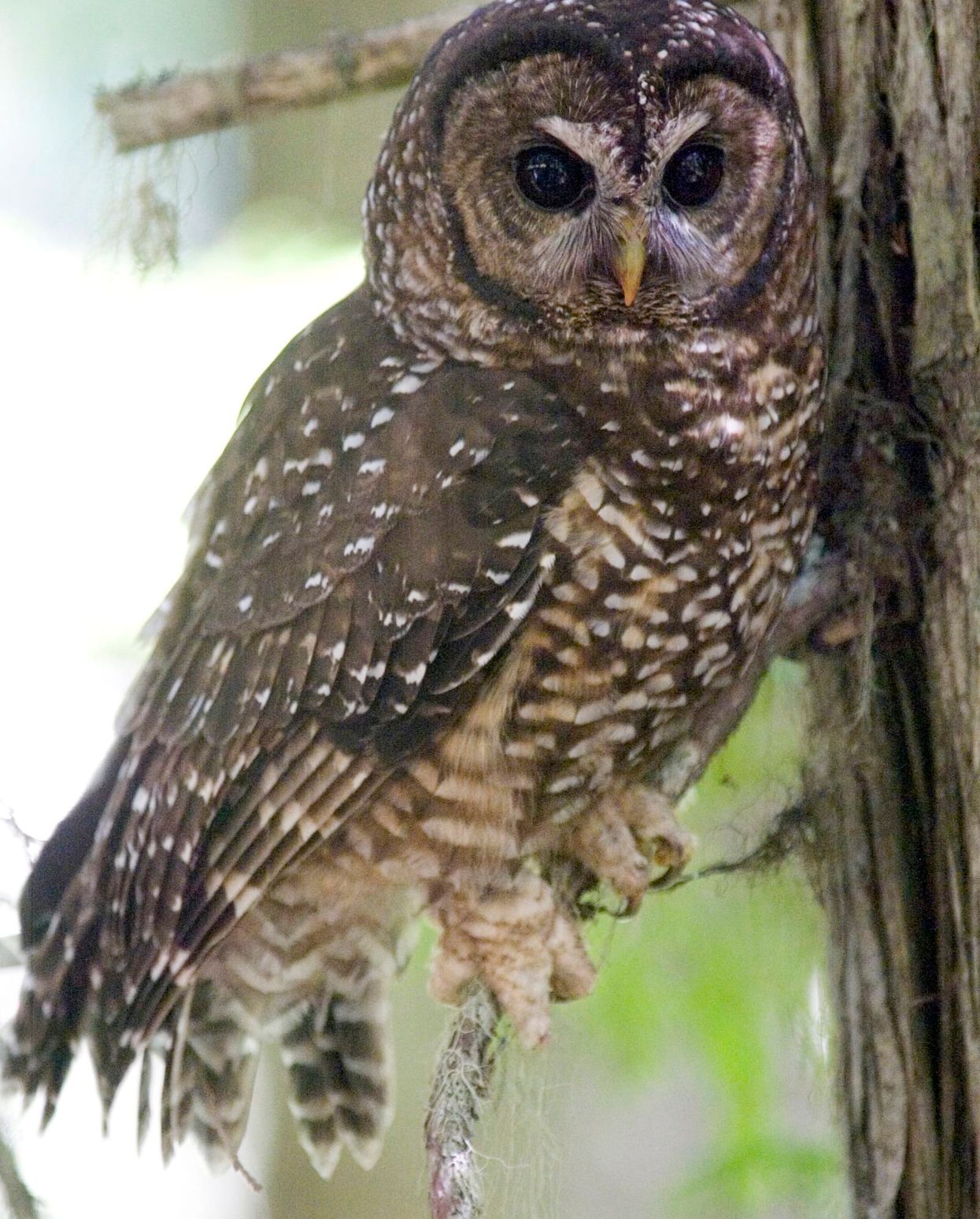 Surprise attack on the spotted owl is Trump team's parting shot at Northwest