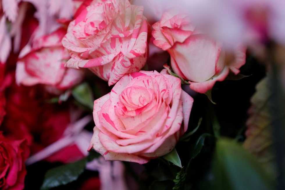 The price of beauty: in City of Love, some say roses harm the planet