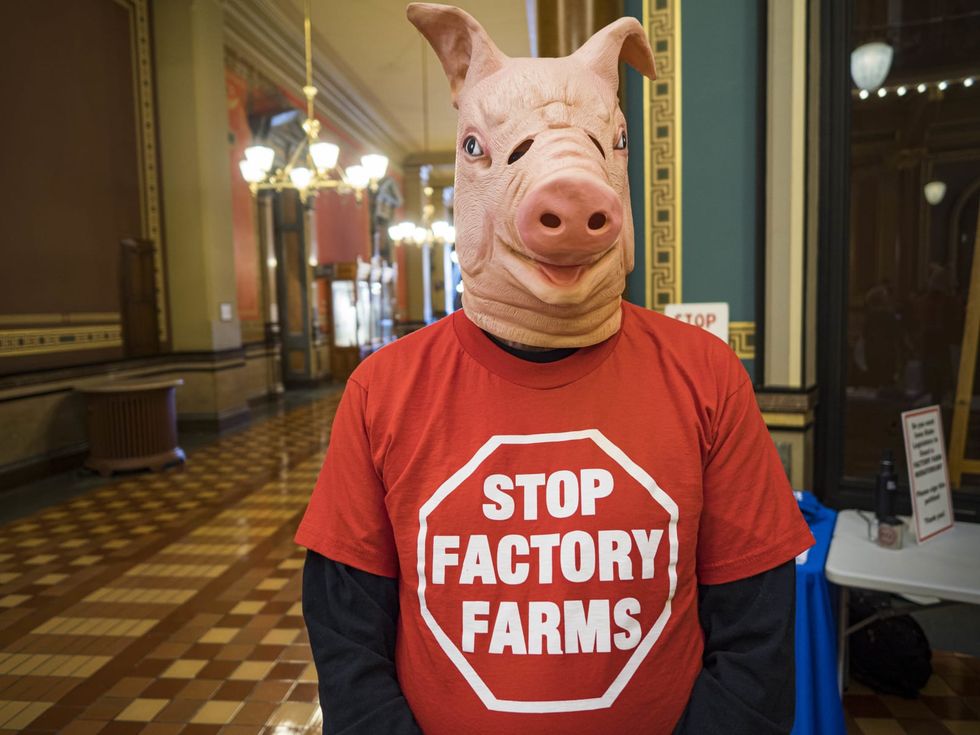 Environmentalists make long-shot attempt to ban new factory farms