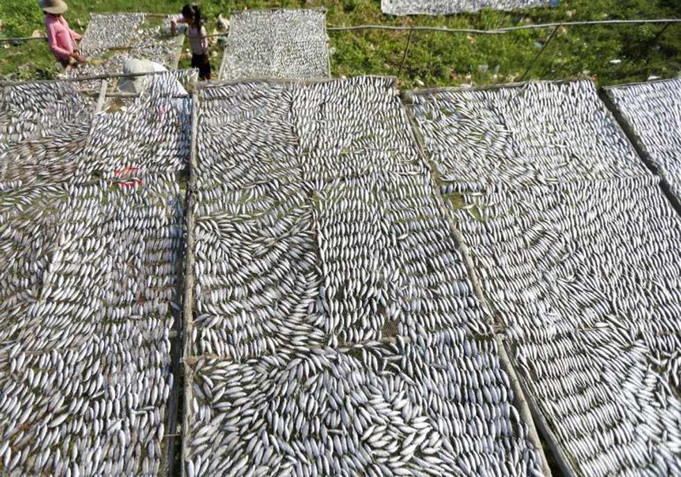 Cambodia's dwindling fish stocks put spotlight on changing rivers