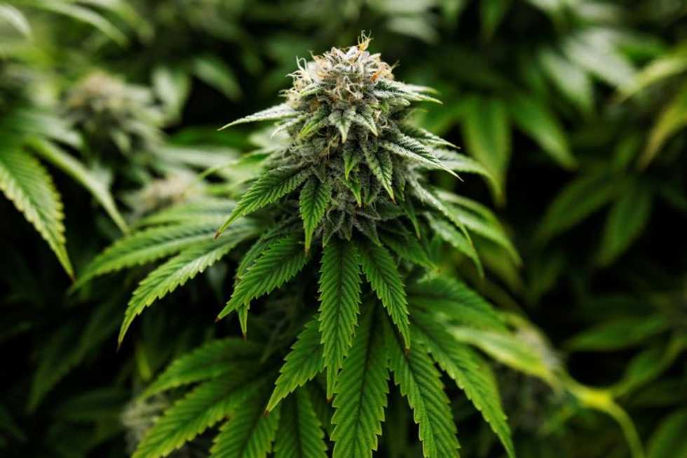 Exclusive: Canada weighs tighter rules for grow-your-own pot producers