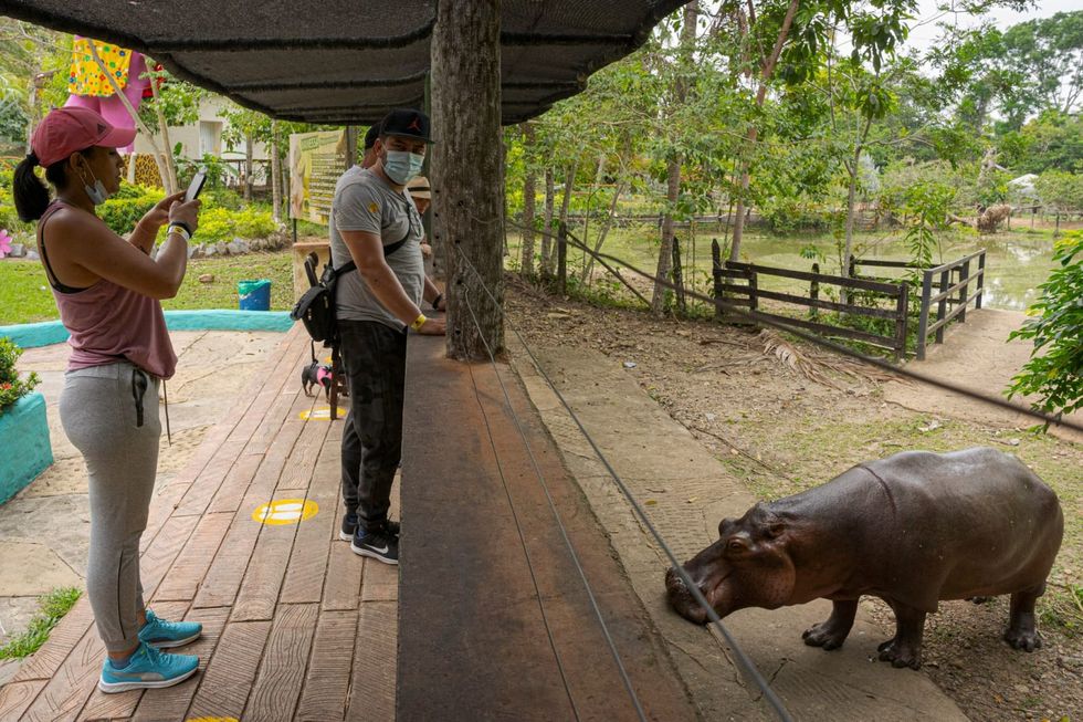 Where hippos are pets: Pablo Escobar's lasting legacy in Colombia