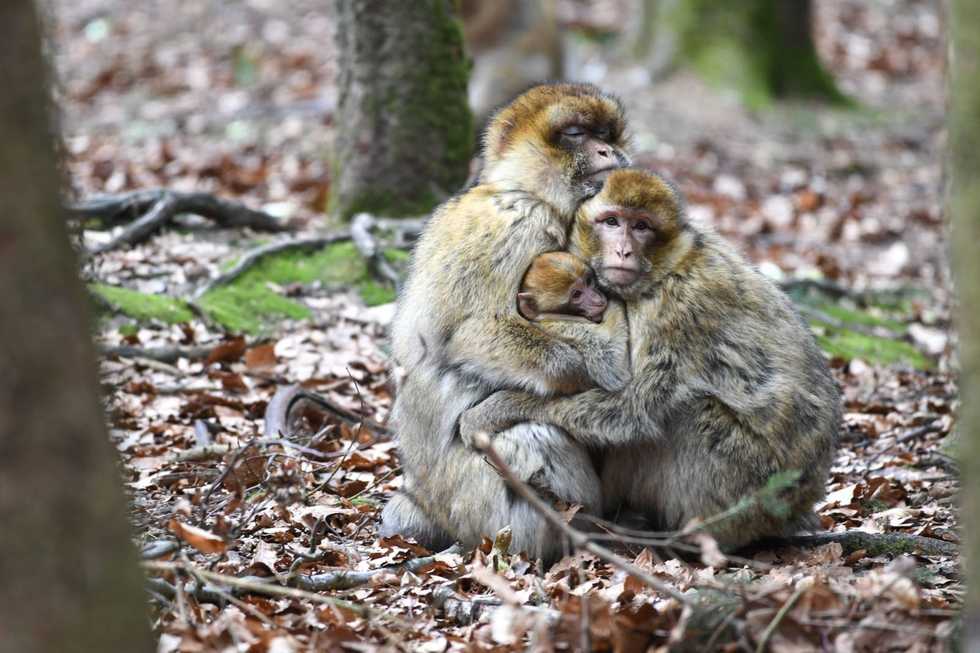 Monkeys break out of German zoo for third time in two weeks