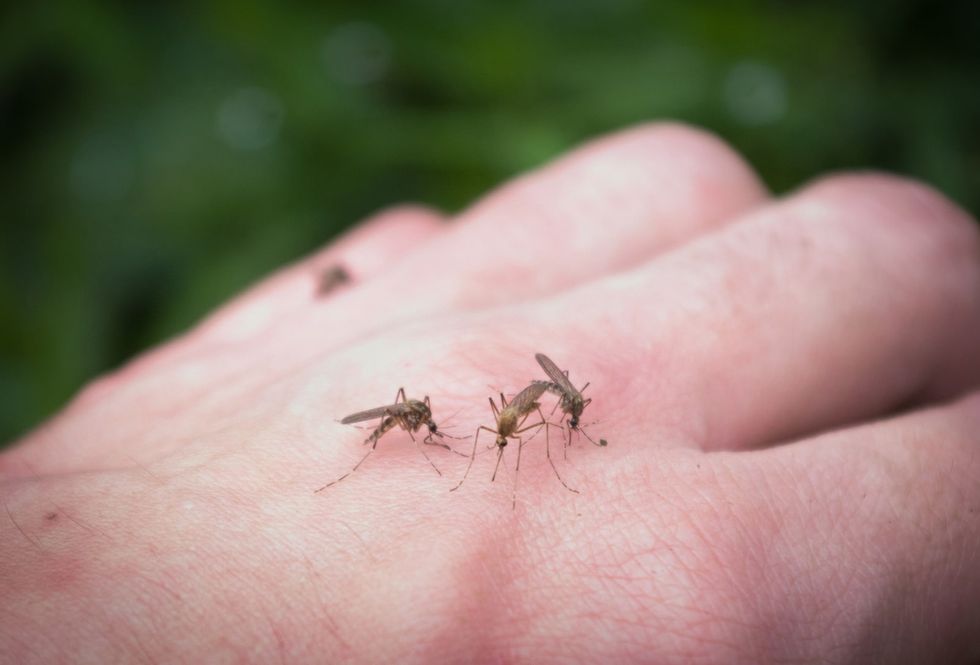 Genetically modified mosquitoes have landed in the Florida Keys -- here’s what you need to know