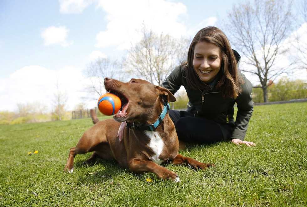 Want to teach your dog to talk?