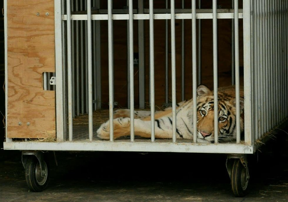 Bengal tiger found unharmed after week missing in Texas