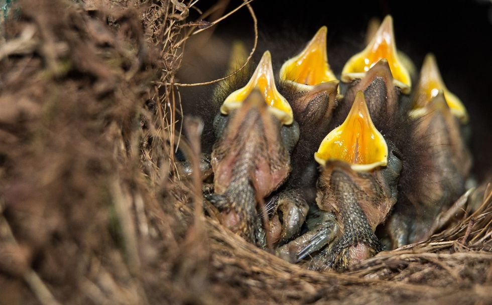 Traffic noise making birds worse at singing, new research finds