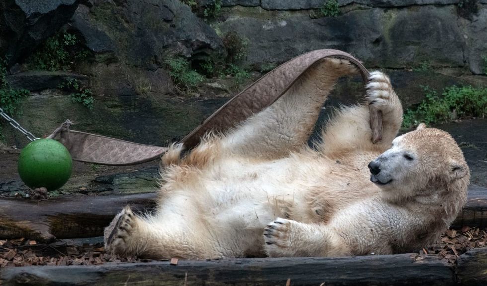 Shock as Berlin zoo reveals beloved polar bear's parents are siblings