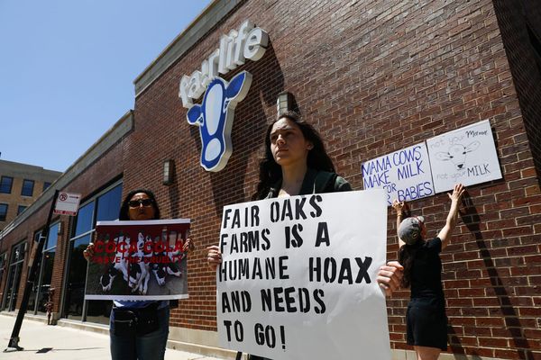 2-year-old animal abuse video goes viral again, renewing calls to boycott Fairlife, though brand has cut ties with dairy