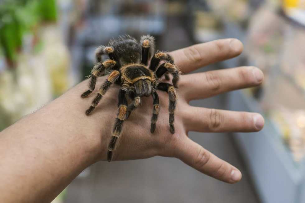 Could tarantulas hold the secret to relieving chronic pain? Researchers think so