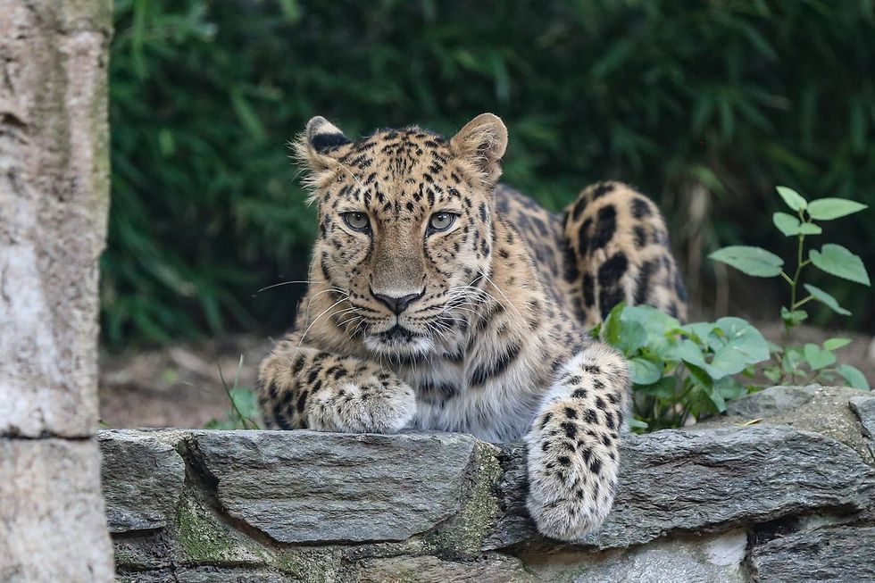 Philadelphia Zoo plans to vaccinate at-risk animals against COVID-19
