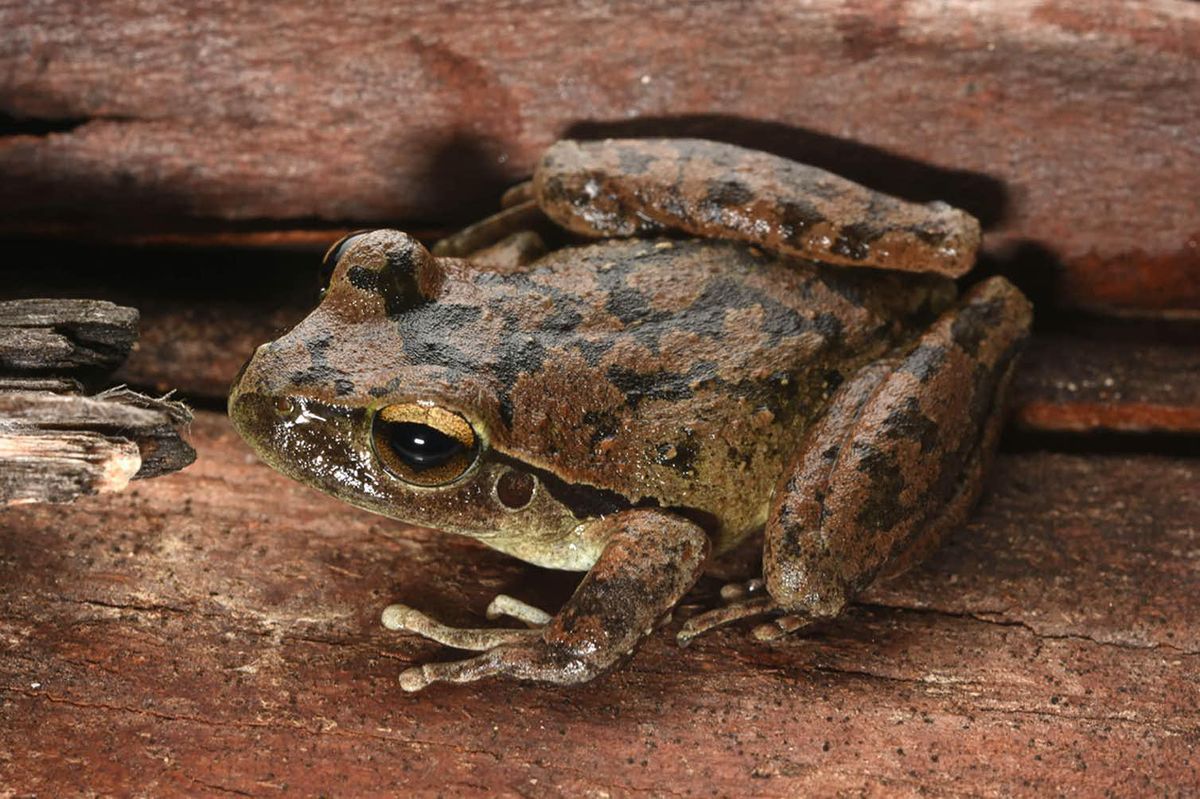 Dead, shrivelled frogs are unexpectedly turning up across eastern Australia