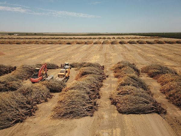 In blistering drought, California farmers rip up precious almond trees