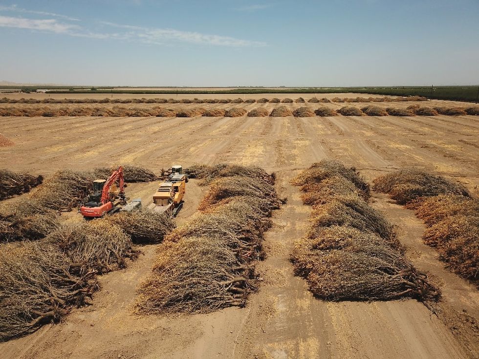 In blistering drought, California farmers rip up precious almond trees