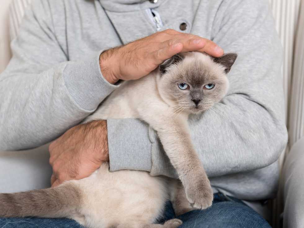 Got a lazy cat? Study shows felines prefer to not work hard for their food