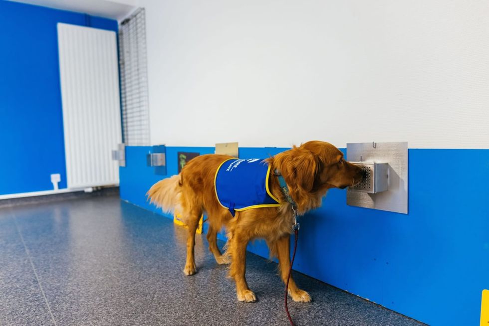 In France, dogs are sniffing out whether people have Covid-19