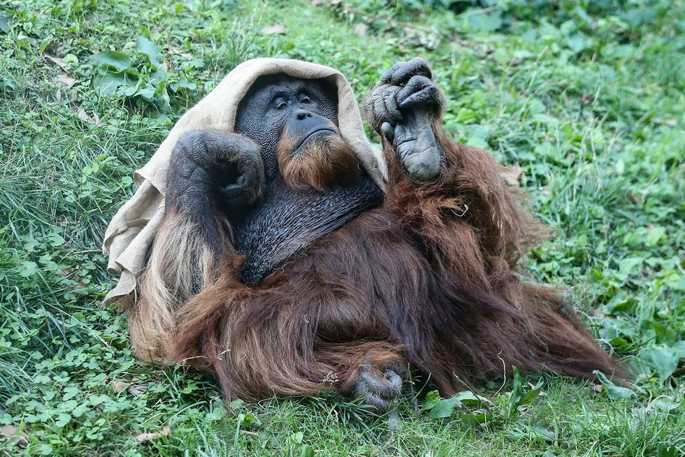 Philly Zoo begins vaccinating animals for COVID-19