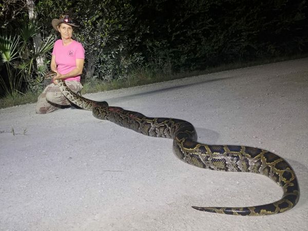 7-foot python discovered as an ‘unwelcome stowaway’ on a boat at a Florida marina