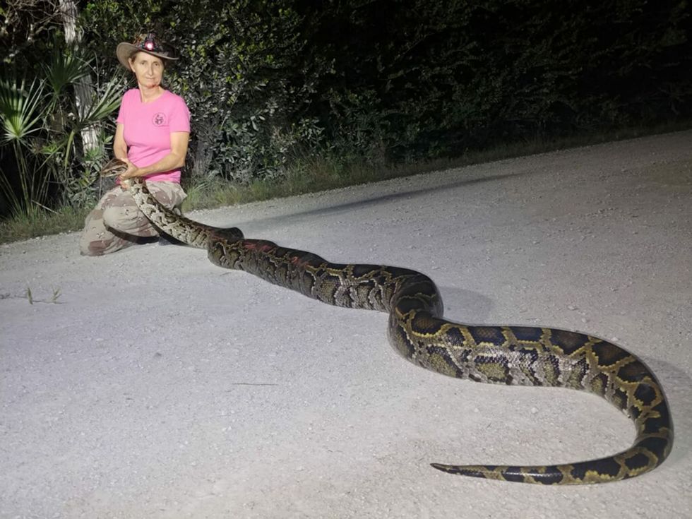 7-foot python discovered as an ‘unwelcome stowaway’ on a boat at a Florida marina
