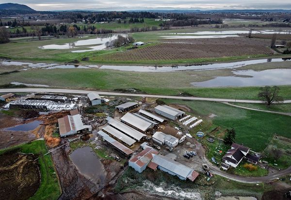‘Unimaginable’: Western Washington dairy farmers reeling from flood devastation
