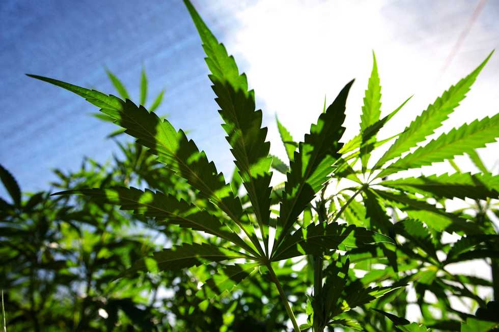 Illegal pot invades California’s deserts, bringing violence and fear