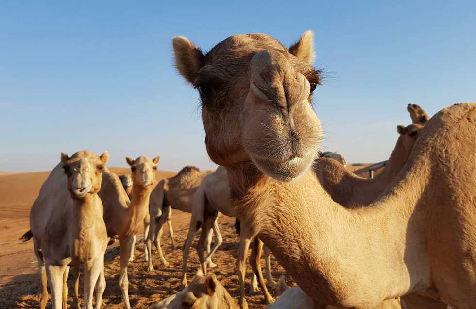 They really have beauty pageants for camels?