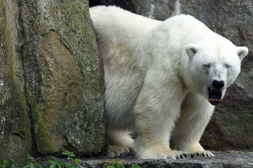 Berlin Zoo loses last polar bear as Katjuscha dies