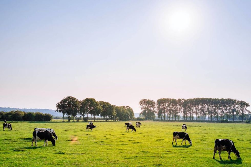 State officials find forever chemicals in beef from Michigan