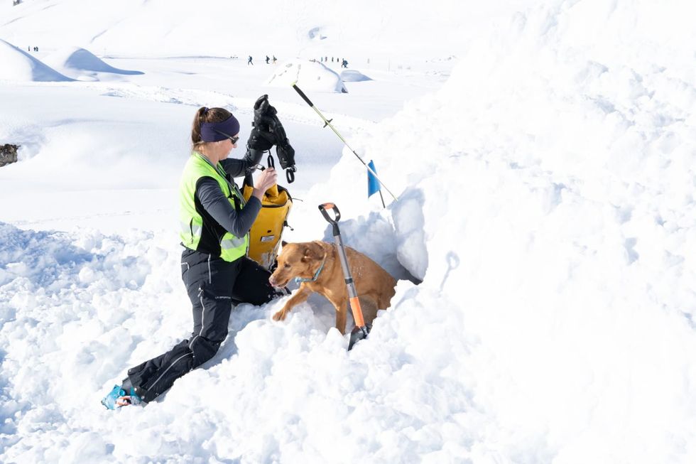 Alpine rescuers: Swiss canine training for avalanche search teams