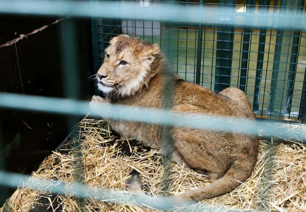 Twin lions fleeing Ukraine war arrive at Belgian refuge