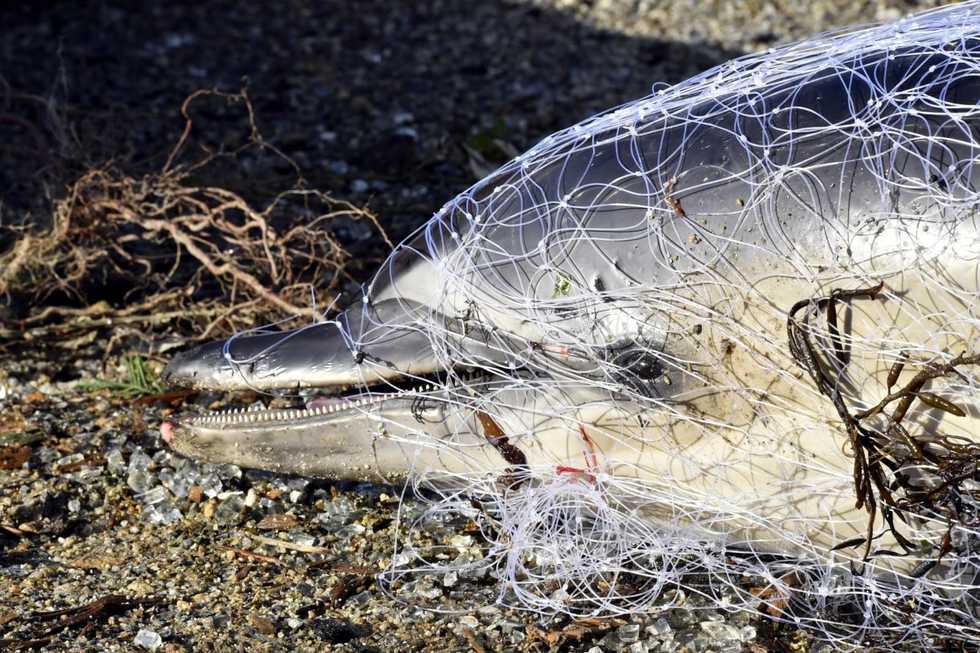 Why hundreds of dolphins wash up dead on French shorelines every year