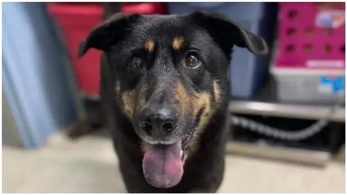 Owners reportedly dump dog at animal shelter because they thought he was 'gay'