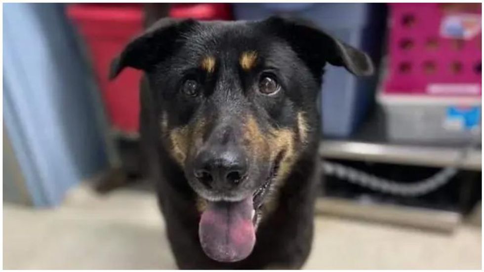 Owners reportedly dump dog at animal shelter because they thought he was 'gay'