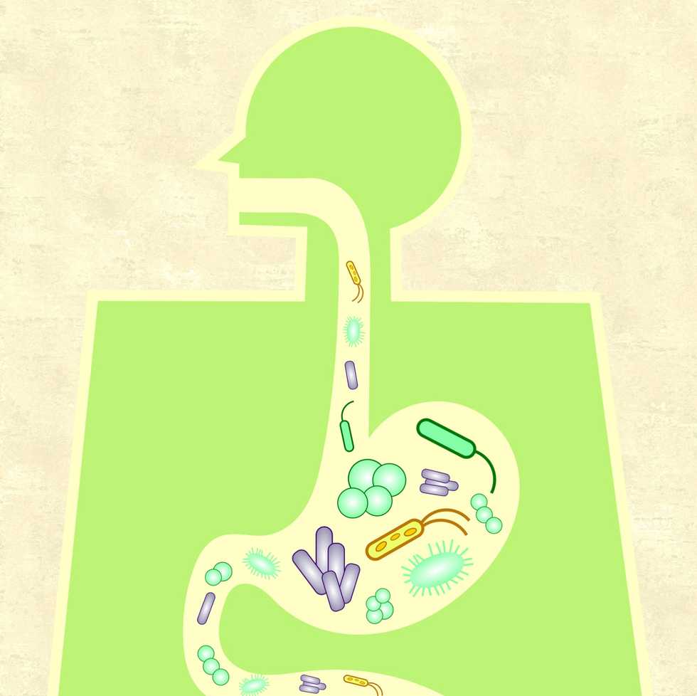 Microbiome experts warn of an ‘invisible extinction’ that’s harming human health