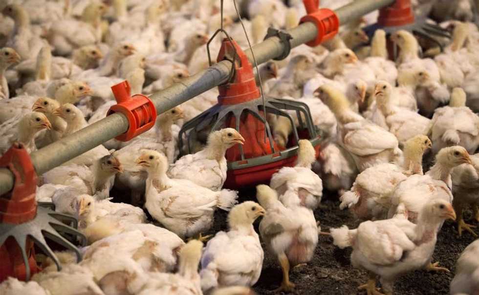 U.S. considers vaccines to protect poultry from deadly bird flu