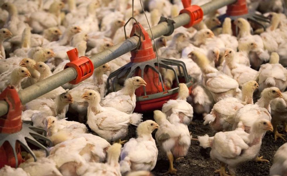 U.S. considers vaccines to protect poultry from deadly bird flu - Vimarsana News