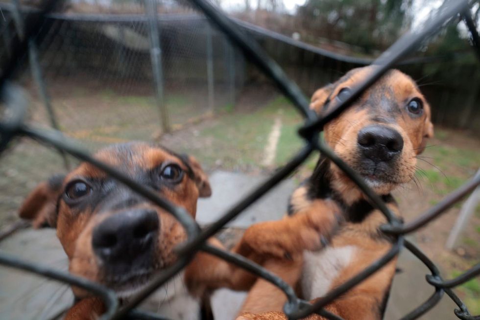 Animal rescues overwhelmed as families return their pandemic pups en masse