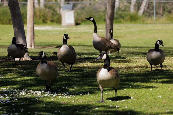 This Calif. city is trying a little birth control to keep geese in check