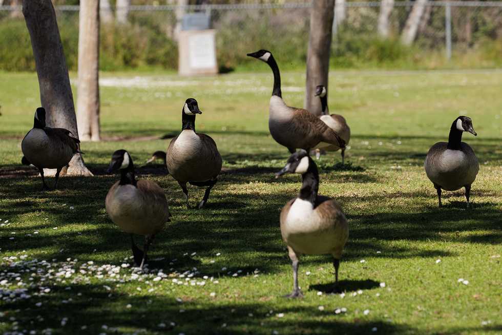 This Calif. city is trying a little birth control to keep geese in check