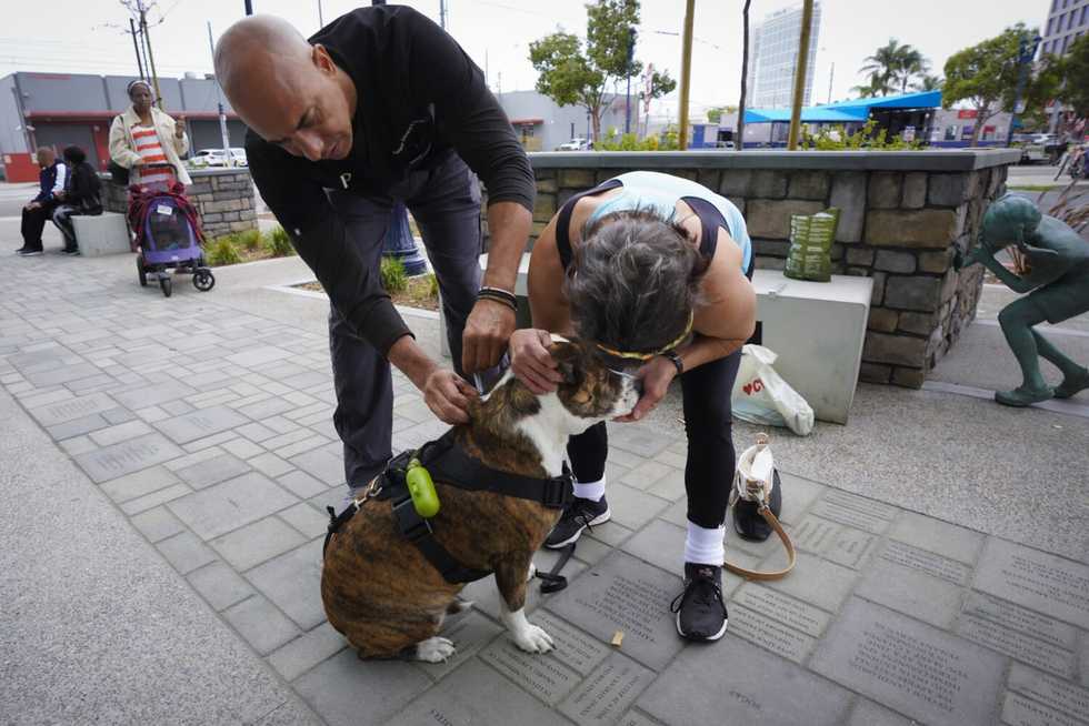 Street veterinarian aids homeless pets and launches clinic with fear-free care