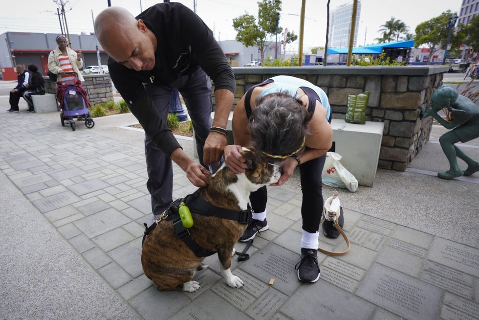 Street veterinarian aids homeless pets and launches clinic with fear-free care - Vimarsana News