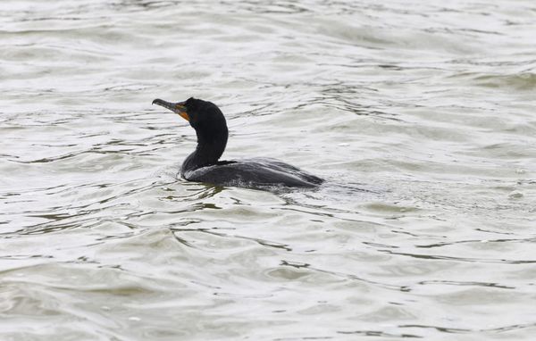 Hundreds of birds found dead, likely from avian flu, at Illinois lake