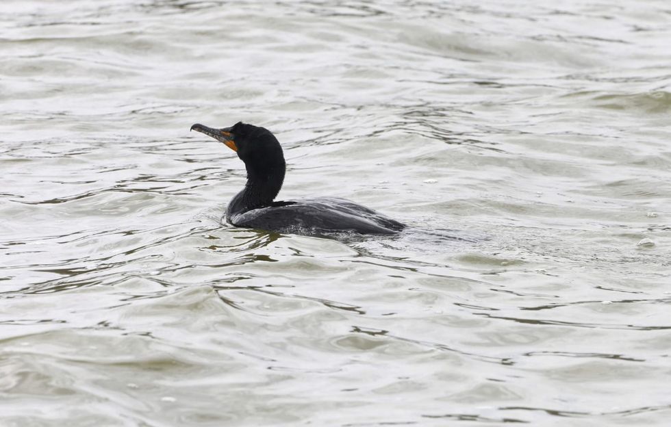 Hundreds of birds found dead, likely from avian flu, at Illinois lake
