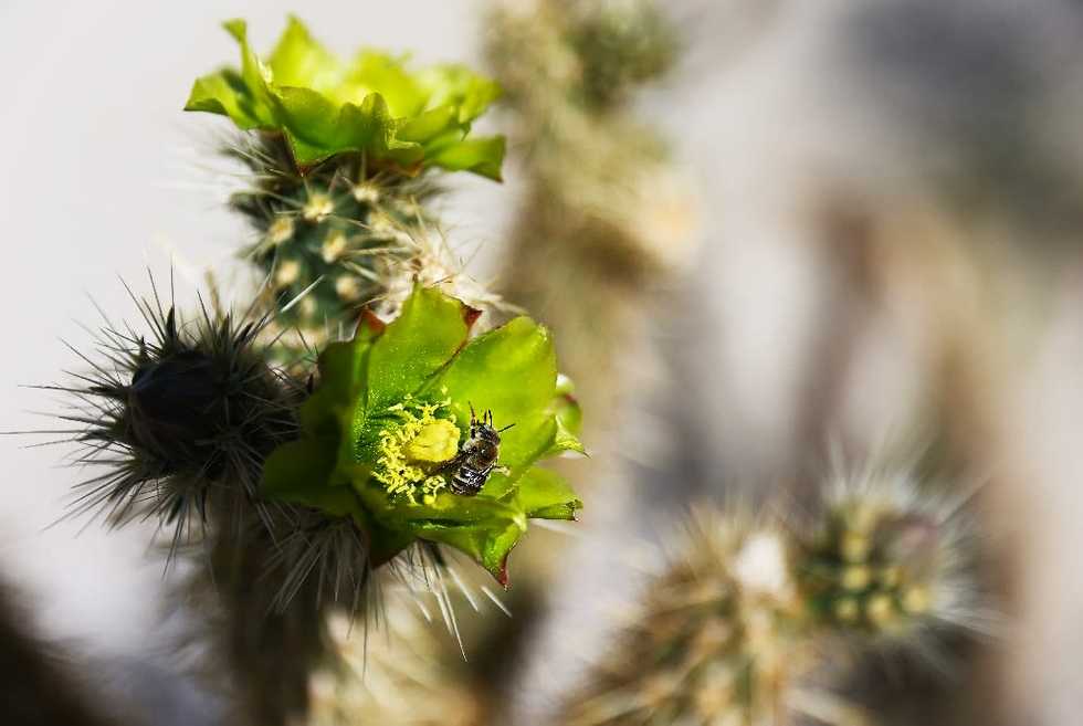 Global warming: Even cacti can't take the heat