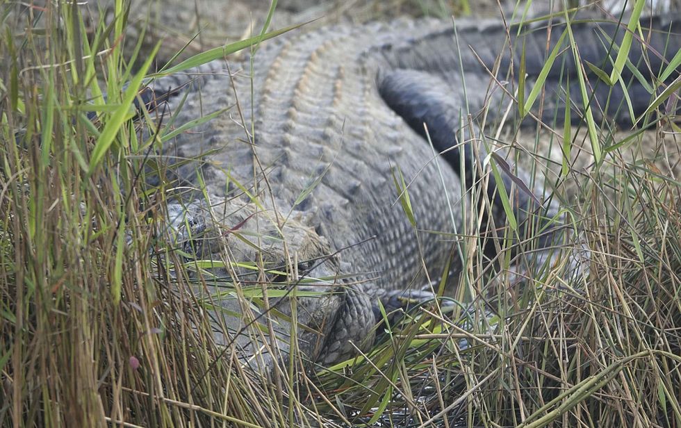 ‘Diet Coke was spewing everywhere’: Alligator crashes a pre-birthday party in Florida